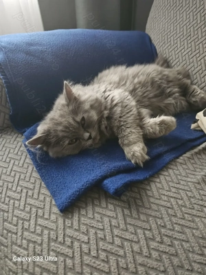 Fetita British longhair - imagine 4