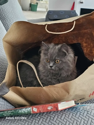 Fetita British longhair - imagine 3