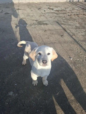 Pui de Labrador - imagine 3