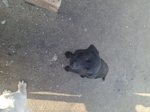 Pui de Labrador - imagine 4