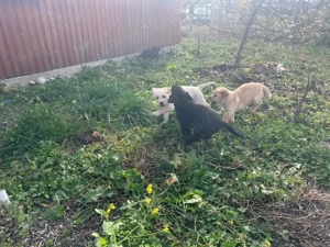 Pui de Labrador - imagine 5