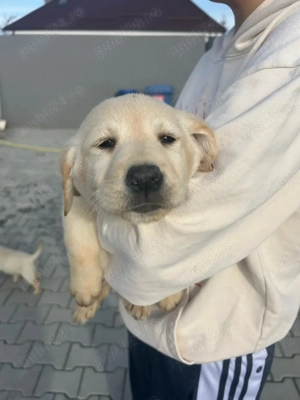 Pui de Labrador - imagine 2