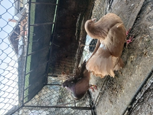 Vand porumbei curcani