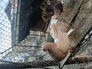 Vand porumbei curcani - imagine 3