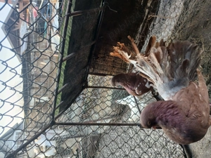 Vand porumbei curcani - imagine 2