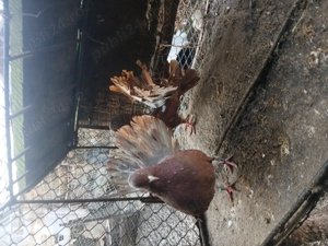 Vand porumbei curcani - imagine 4