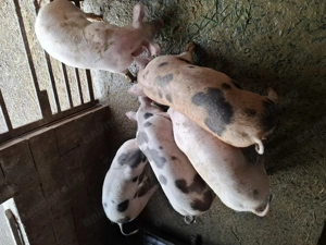 Vand soldani foarte frumosi 