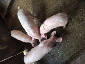 Vand soldani foarte frumosi  - imagine 4