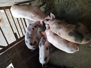 Vand soldani foarte frumosi  - imagine 2