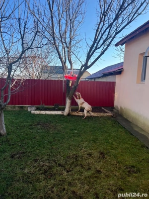 pointer englezesc - imagine 2