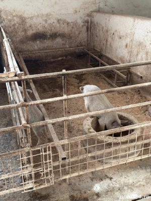 Purcei Mangalita - imagine 2