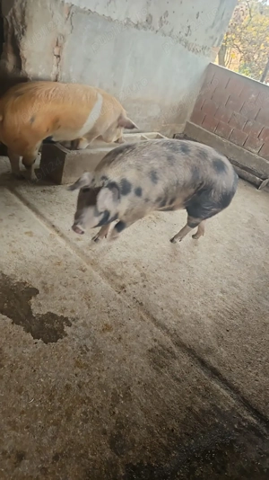 Vand porci crescuti bio - imagine 2