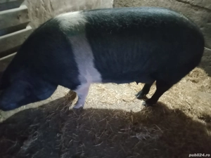 Scroafă Bazna pentru reproducție sau sacrificare 