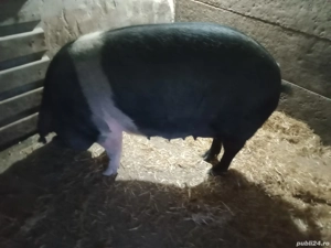 Scroafă Bazna pentru reproducție sau sacrificare  - imagine 2