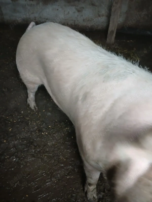 Vand porc crescut cu cereale la 5 km de braila 15ron - imagine 2