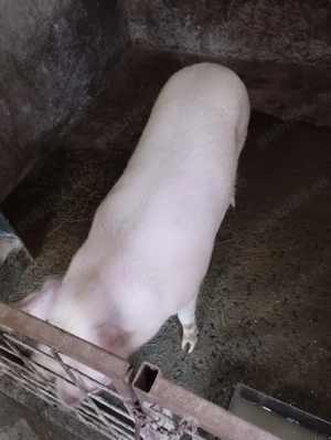 De vânzare comuna Maieruș jud Brașov 