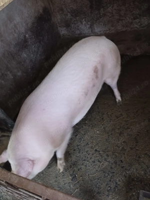 De vânzare comuna Maieruș jud Brașov  - imagine 2