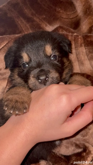 adoptii catelusi 2 luni,mananca singuri - imagine 5