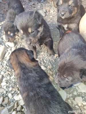 adoptii catelusi 2 luni,mananca singuri - imagine 4