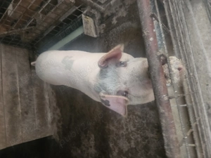 De vanzare porc de taiat - imagine 2