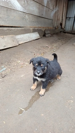 Catei Lupi Ciobanesc - imagine 4