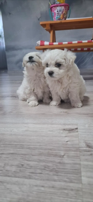 Buchin maltez miny caută casuta  - imagine 5