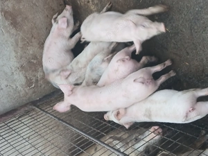 Purcei de vanzare de carne 