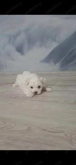 Buchin maltez miny caută casuta  - imagine 3