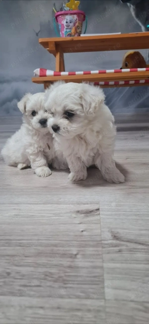 Buchin maltez miny caută casuta  - imagine 2