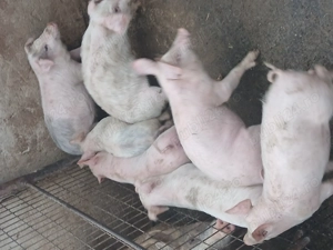 Purcei de vanzare de carne 