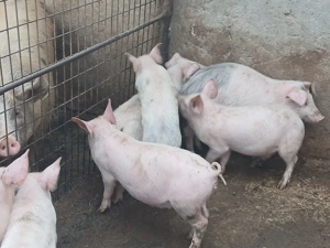 Purcei de vanzare de carne  - imagine 5