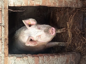 Caut casă nouă ,când ce se vede