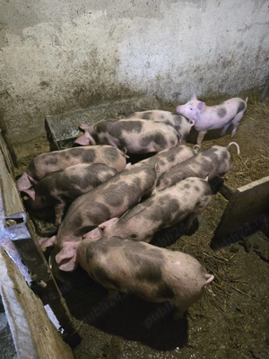 purcei de vânzare  - imagine 2