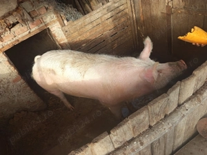 Caut casă nouă ,când ce se vede - imagine 3