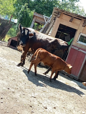 Vacă de vanzare - imagine 2