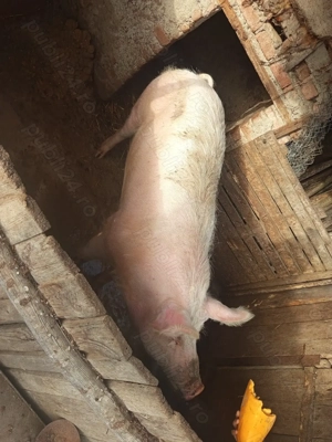 Caut casă nouă ,când ce se vede - imagine 3