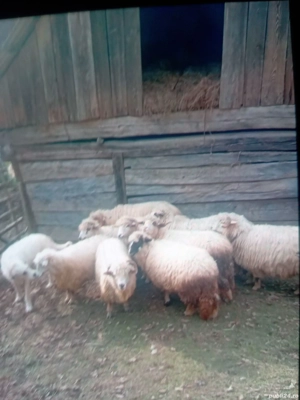 Oi de vânzare  - imagine 3