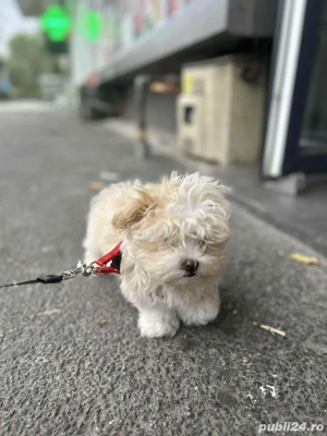 Vând bichon (fetita) - imagine 2