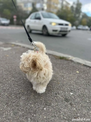 Vând bichon (fetita) - imagine 3