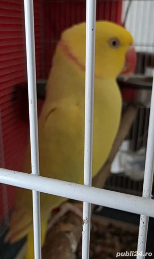 Vând Micul Alexandru  - imagine 3