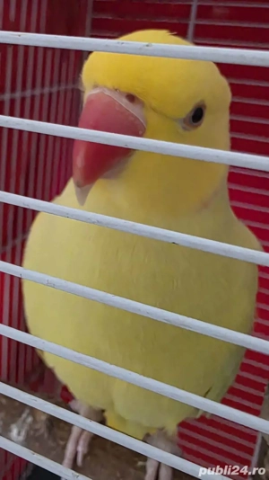 Vând Micul Alexandru  - imagine 2