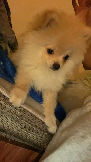 Vand pomeranian spitz  - imagine 4