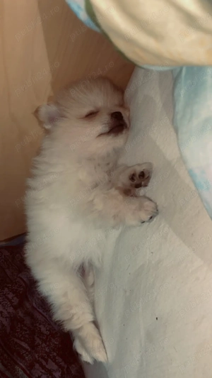 Vand pomeranian spitz  - imagine 2