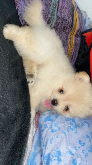 Vand pomeranian spitz  - imagine 3