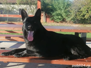 Ciobanesc german alsacian - imagine 3