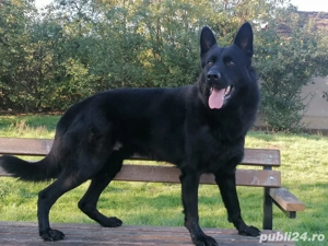 Ciobanesc german alsacian - imagine 4