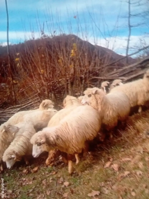 Oi de vânzare  - imagine 2