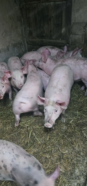 Purcei Rasa Marele Alb x Pietrain 35 - 40 kg Comuna Lița Teleorman Tel o733345270 - imagine 5