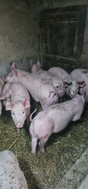 Purcei Rasa Marele Alb x Pietrain 35 - 40 kg Comuna Lița Teleorman Tel o733345270 - imagine 3