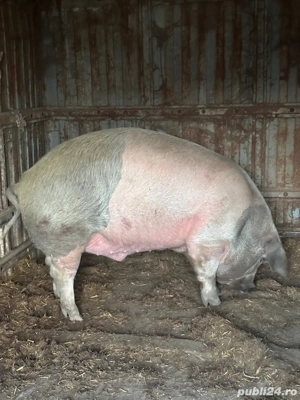 porci grasi de vanzare 280kg - imagine 3